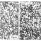 图1 不同工艺冷却后球化退火组织 Fig.1 Spheroidal annealing structure after different cooling processes